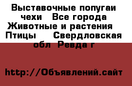 Выставочные попугаи чехи - Все города Животные и растения » Птицы   . Свердловская обл.,Ревда г.